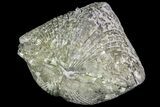 Pyrite Replaced Brachiopod (Paraspirifer) - Ohio #89716-1